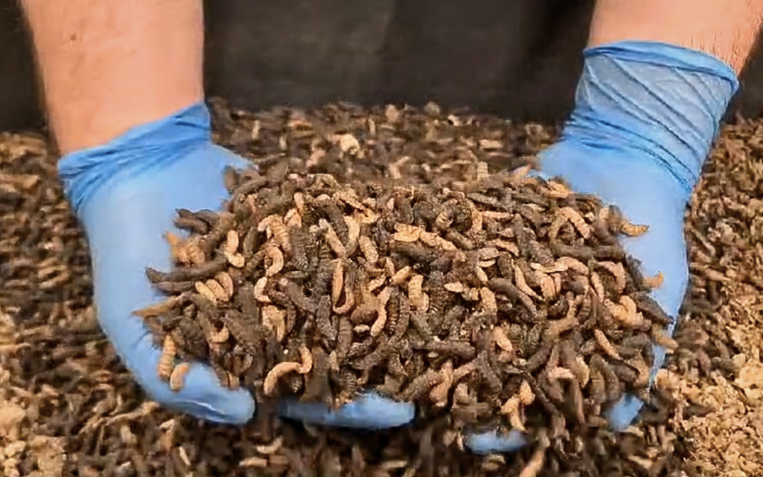 Latex gloved hands holding BSFL from growth box